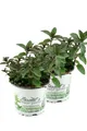 Produktbild: 2er Set Schokoladen-Minze Pflanze, Schoko-Minze, Winterhart (Mentha piperita)