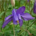Produktbild: Alpen Akelei - Aquilegia alpina