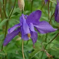 Produktbild: Alpen Akelei - Aquilegia alpina - lebende Gartenpflanze aus den Baumschulen