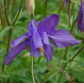 Produktbild: Alpen Akelei - Aquilegia alpina