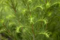 Produktbild: Pflanzen für Dich Konifere Larix decidua, 1 St., Europäische Lärche, Lärche, laubabwerfend, goldgelb im Herbst