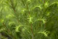 Produktbild: Larix decidua, Europäische Lärche, 200–250 cm