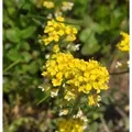 Produktbild: Bergsteinkraut - Alyssum montanum