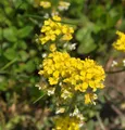 Produktbild: Bergsteinkraut - Alyssum montanum