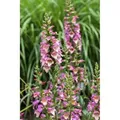 Produktbild: Digitalis Purpurea Roter Fingerhut Ca. 9x9 cm Topf