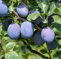 Produktbild: Riesenpflaume `Haganta´, Niedrigstamm 120-140cm im 10L-Topf