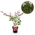 Produktbild: Japanischer Ahorn Acer palmatum Beni Maiko Rot ⌀19cm ↕70cm