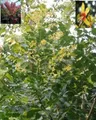Produktbild: Blasenbaum - Blasenesche - Chinesischer Lackbaum - Koelreuteria paniculata (30-40)