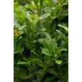 Produktbild: Prunus,aurocerasus 'Etna' -R- 15-20 cm