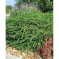 Produktbild: Lonicera nitida 'Elegant' 20-30 cm