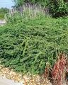Produktbild: Lonicera nitida 'Elegant' 20–30 cm – Immergrün, Winterhart, Pflegeleicht – Heckenmyrte – Heckenpflanze für Garten & Sichtschutz