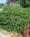 Produktbild: Pflanzen für Dich Bodendecker Lonicera nitida Elegant, 1 St., Heckenmyrthe, Immergrüne Heckenkirsche, dichtwachsend, immergrün