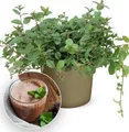 Produktbild: BALDUR Garten 1x Minze 'Chocolate', Pflanze im 10,5 cm Topf, intensives schokoladig-minziges Aroma, ideal für Desserts & Getränke, dekoratives dunkelgrünes Blattwerk, pflegeleicht & winterhart