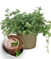 Produktbild: BALDUR Garten Gewürzkraut Minze 'Chocolate', 1 St., Schokoladenminze, winterhart, mehrjährig, pflegeleicht