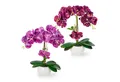 Produktbild: Kunstorchidee PASCH® Orchidee künstlich wie echt (40cm) in Hochglanz-Keramiktopf Orchidee, PASCH