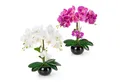 Produktbild: Kunstorchidee PASCH® Orchidee künstlich wie echt (40cm) in Hochglanz-Keramiktopf Orchidee, PASCH