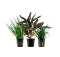 Produktbild: Aquaone Wasserpflanze Pflanzen Set mit 3 Terrarienpflanzen Nr.275