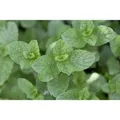 Produktbild: Mentha Spicata Grüne Minze Ca. 9x9 cm Topf