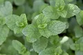 Produktbild: Mentha spicata ca. 9x9 cm Topf - Grüne Minze, aromatische Blätter, ideal für Tee und Küche, bienenfreundlich, pflegeleicht