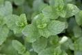 Produktbild: Pflanzen für Dich Staude Mentha spicata, 1 St., Grüne Minze, Krauseminze, Spearmint