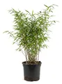 Produktbild: x1 Fargesia nitida 'Gansu' P17 H60