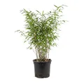 Produktbild: Bloomique - Fargesia nitida Gansu - Bambuspflanze - Nicht invasiv - Winterhart - Immergrün - Heckenpflanze - Gartenpflanze - Höhe 50-70 cm - Topf 17 cm