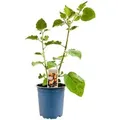 Produktbild: Physalis Peruviana Andenbeere Essbar Ca. 11x11 Cm Topf