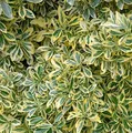Produktbild: Gelbbunter Japanischer Spindelstrauch 60-80cm - Euonymus japonicus Aureomarginatus - lebende Gartenpflanze aus den Baumschulen