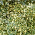 Produktbild: Gelbbunter Japanischer Spindelstrauch 60-80cm - Euonymus japonicus
