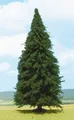Produktbild: HEKI, Tanne 30 cm, , HEK2342
