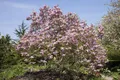Produktbild: Pflanzen für Dich Gehölze Magnolia Galaxy, 1 St., Magnolie