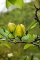 Produktbild: Pflanzen für Dich Gehölze Magnolia 'Green Bee', 1 St., Magnolie