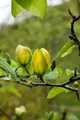 Produktbild: Magnolia 'Green Bee', Magnolie, grün, 60–80 cm