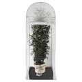 Produktbild: Winterschutz Frost-Schutzhaus 'Palm-Protect', transparent, 100 x 100 x H250 cm