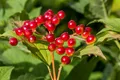 Produktbild: Pflanzen für Dich Gehölze Viburnum opulus, 1 St., Gewöhnlicher Schneeball, Wasser-Schneeball, Gemeiner Schneeball