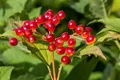Produktbild: Viburnum opulus, Gewöhnlicher Schneeball, 150–200 cm
