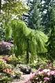 Produktbild: Betula pendula 'Youngii' 120 cm Stammhöhe – Winterhart, Mehrjährig, Pflegeleicht – Hängebirke (Trauer-Birke) – Solitärbaum für Garten & Vorgarten