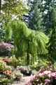 Produktbild: Pflanzen für Dich Gehölze Betula pendula Youngii, 1 St., Hänge-Birke, Trauerbirke
