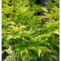 Produktbild: Gelber Holunder 60-80cm - Sambucus canadensis