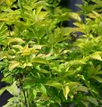 Produktbild: Gelber Holunder 60-80cm - Sambucus canadensis