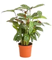 Produktbild: Dehner Zimmerpflanze Korbmarante Compactstar, Calathea, konstrastreiche Blattzeichnung, tropische Zimmerpflanze mit luftreinigender Wirkung