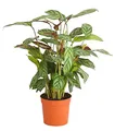 Produktbild: Zimmerpflanze Korbmarante Compactstar Calathea 35-60 cm Ø Topf 12/27 cm, Dehner