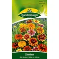 Produktbild: Quedlinburger Zinnie 'Old Mexico', 1 Tüte Samen