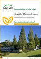 Produktbild: SAFLAX  - Urwelt - Mammutbaum - Metasequoia - 60 Samen
