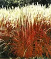 Produktbild: BALDUR Garten Ziergras 'Indian Summer' Chinagras, 1 Pflanze, Chinaschilf, Miscanthus purpurascens, winterharte Staude, mehrjährig, pflegeleicht, blühend