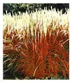 Produktbild: BALDUR Garten Ziergras 'Indian Summer' Chinagras, 1 Pflanze, Chinaschilf, Miscanthus purpurascens, winterharte Staude, mehrjährig, pflegeleicht, blühend