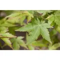 Produktbild: Acer Palmatum Sangokaku Japanischer Ahorn Korallenrot 80–100 cm