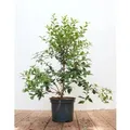 Produktbild: Osmanthus Burkwoodii Duftblüte Immergrün 30–40 cm