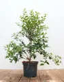 Produktbild: Pflanzen für Dich Gehölze Osmanthus burkwoodii, 1 St., Burkwood-Steinlinde, Duftblüte
