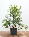 Produktbild: Osmanthus burkwoodii, Duftblüte, immergrün, 30–40 cm